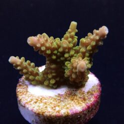 Acropora divaricata (frag) | FRAG