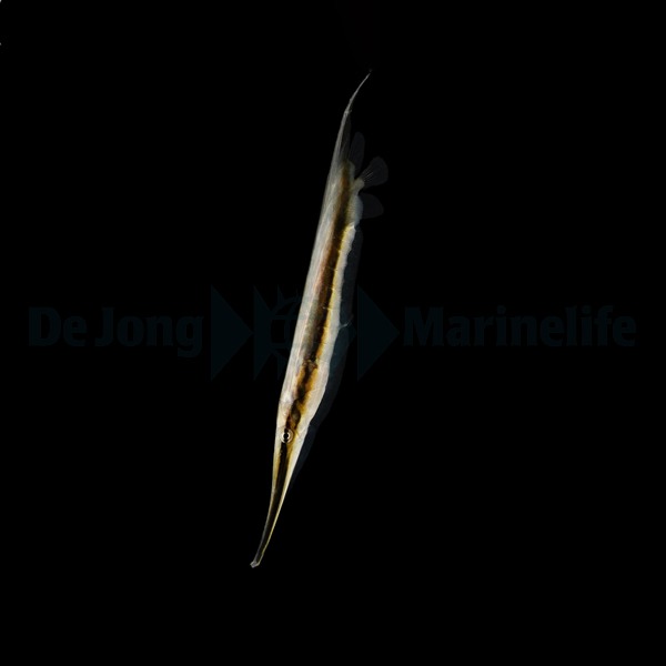 Aeoliscus strigatus - DJM Bred | All sizes