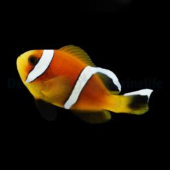 Amphiprion omanensis - DJM Bred | All sizes