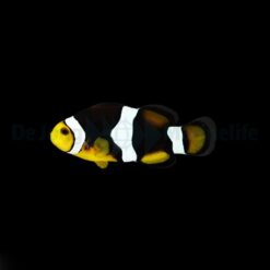Amphiprion percula (Onyx) - DJM Bred | All sizes