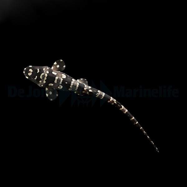 Chiloscyllium plagiosum - DJM Bred | S