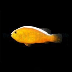 Amphiprion sandaracinos - DJM Bred | All sizes