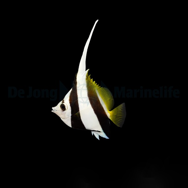 Heniochus diphreutes | S