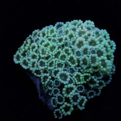 Alveopora spp. (Premium) | M