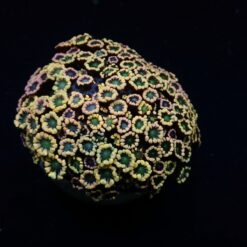 Alveopora spp. (Ultra) | S