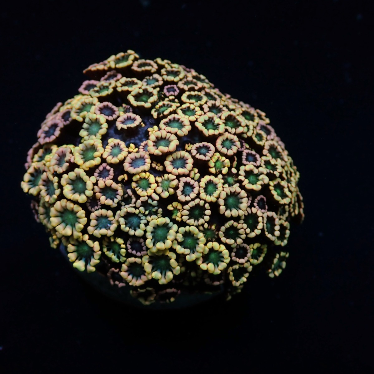 Alveopora spp. (Ultra) | XL