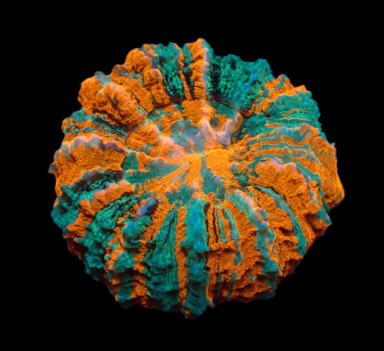 Acanthophyllia deshayesiana (Ultra) | S