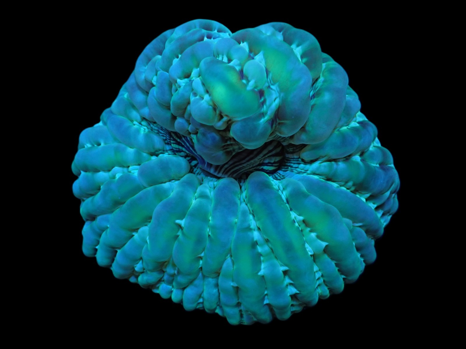 Cynarina macassarensis | M