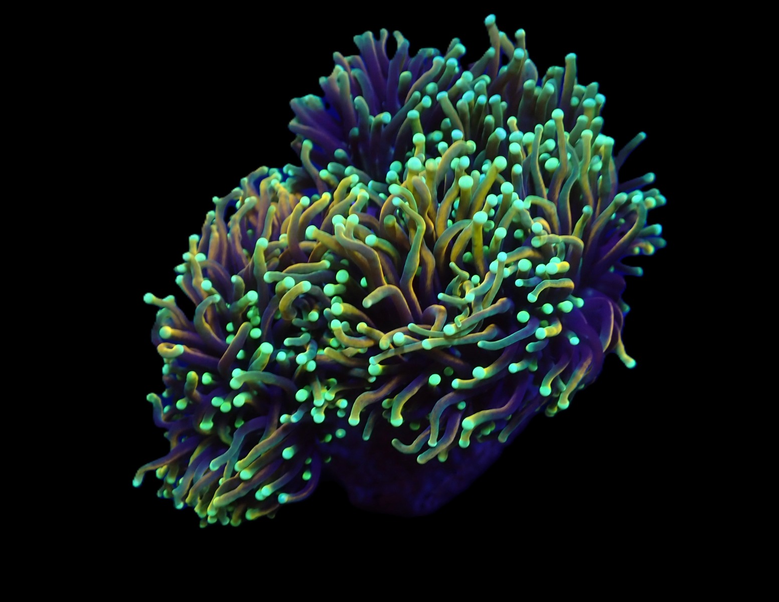 Euphyllia glabrescens (Dragon Soul) (p/h) | T