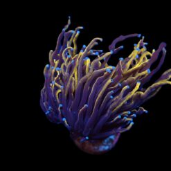 Euphyllia glabrescens (Gold Torch) (p/h) | T