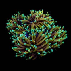 Euphyllia glabrescens (Hellfire) | S