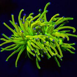Euphyllia glabrescens (Holy Grail) | S