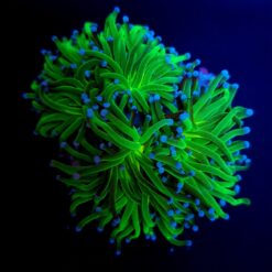 Euphyllia glabrescens (Reverse Holy Grail) | M