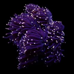 Euphyllia glabrescens (Orange-Pink tip) | M