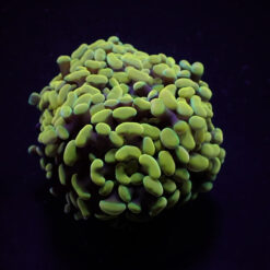 Euphyllia paraancora (Yellow-Gold) | M