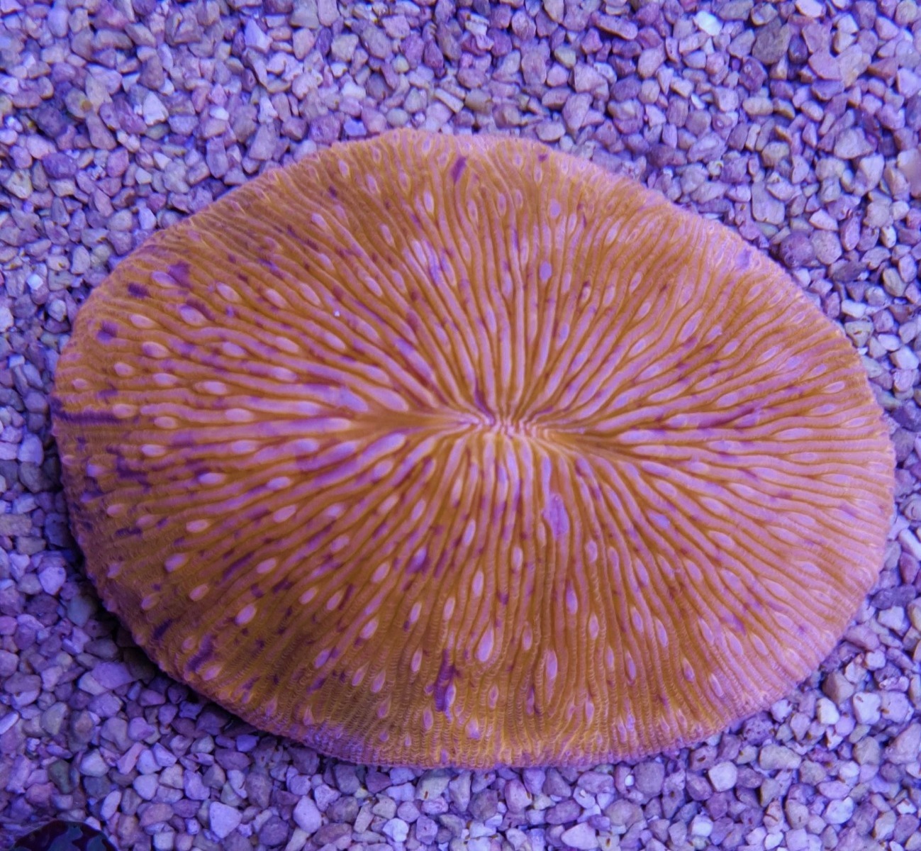 Fungia spp. (Oval Orange) | S