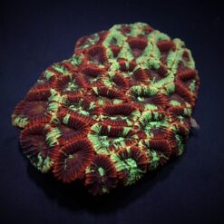 Favia spp. (Premium) | L