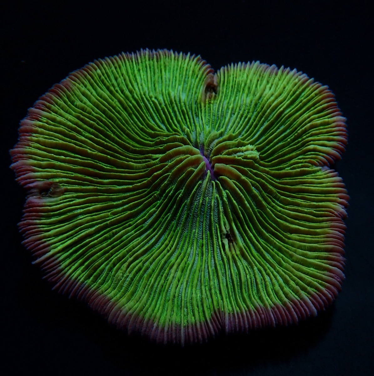 Fungia spp. (Pink Edge) | S