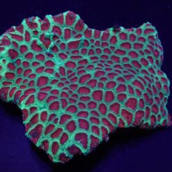 Favia spp. (Red) (Premium) | T
