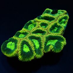 Favites complanata | M