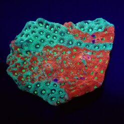 Favites pentagona (Premium) | S