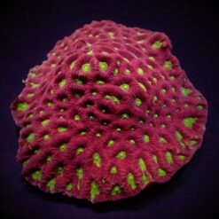 Favites spp. (Red) (Premium) | L