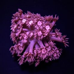 Goniopora spp. (Pink) | XL