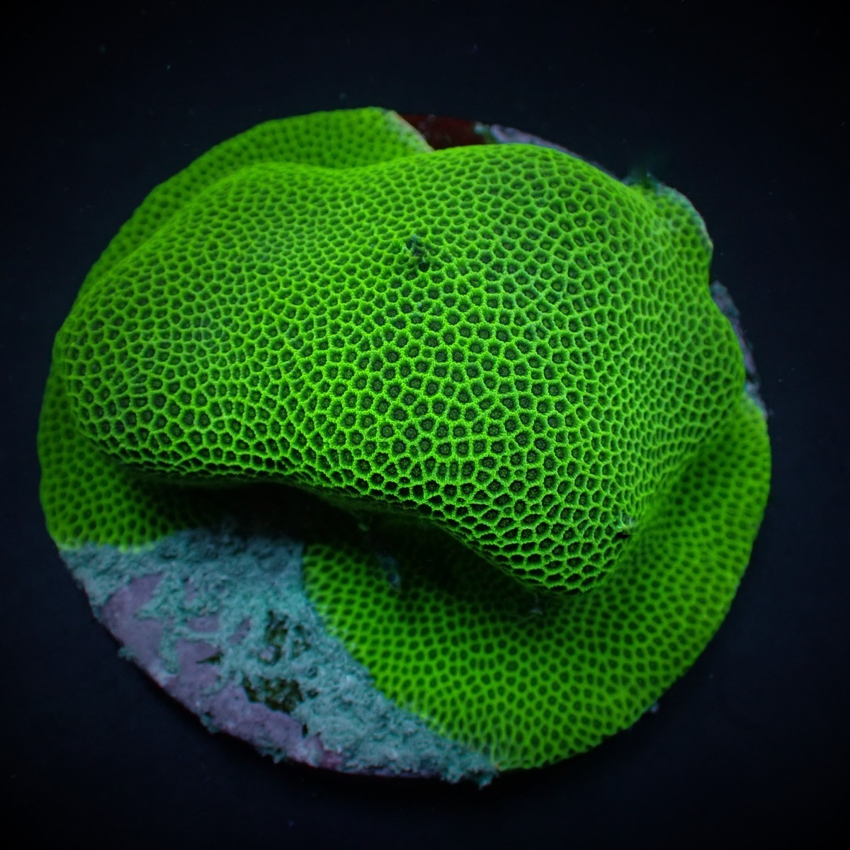 Porites spp. (Encrusting) | XXL