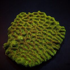 Platygyra spp. (Premium) | T