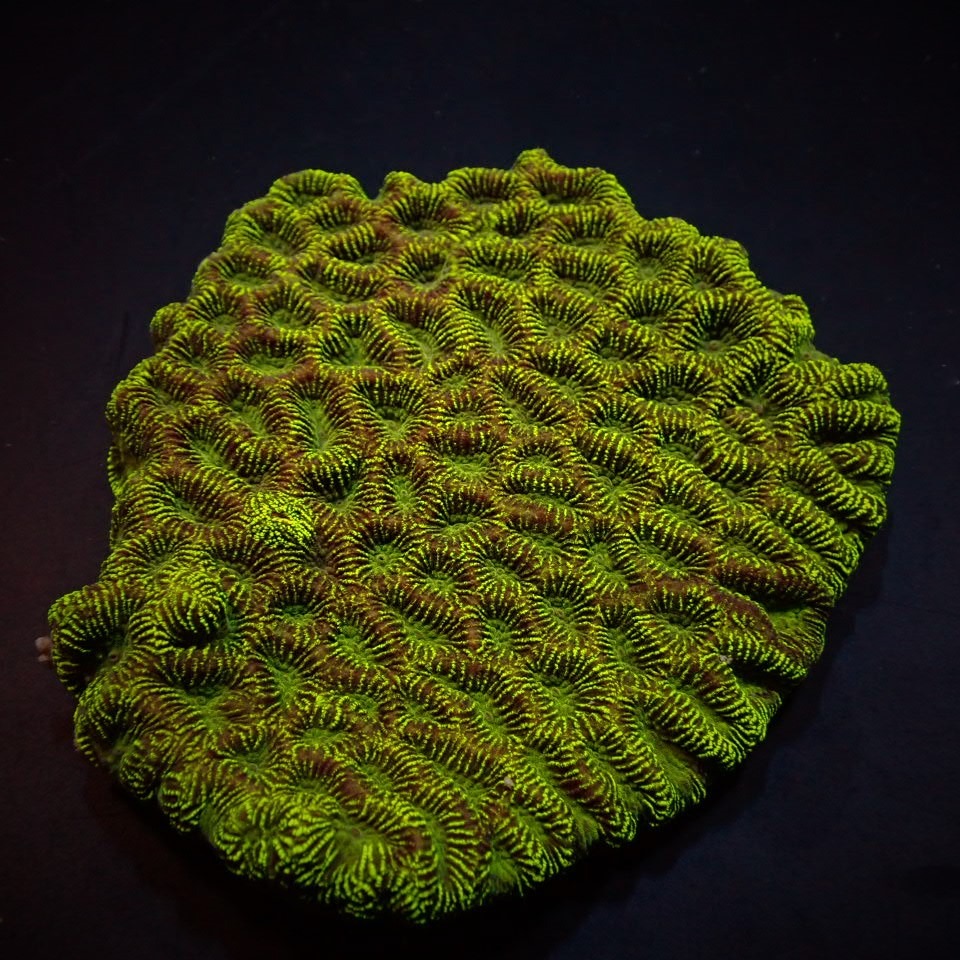 Platygyra spp. (Premium) | XL