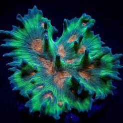 Pectinia spp. (Orange Center) | T