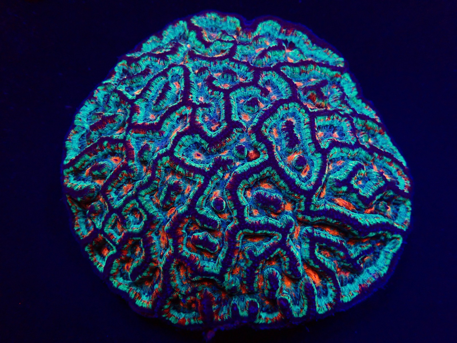 Symphyllia (Australophyllia) wilsoni (Premium) | XXXL