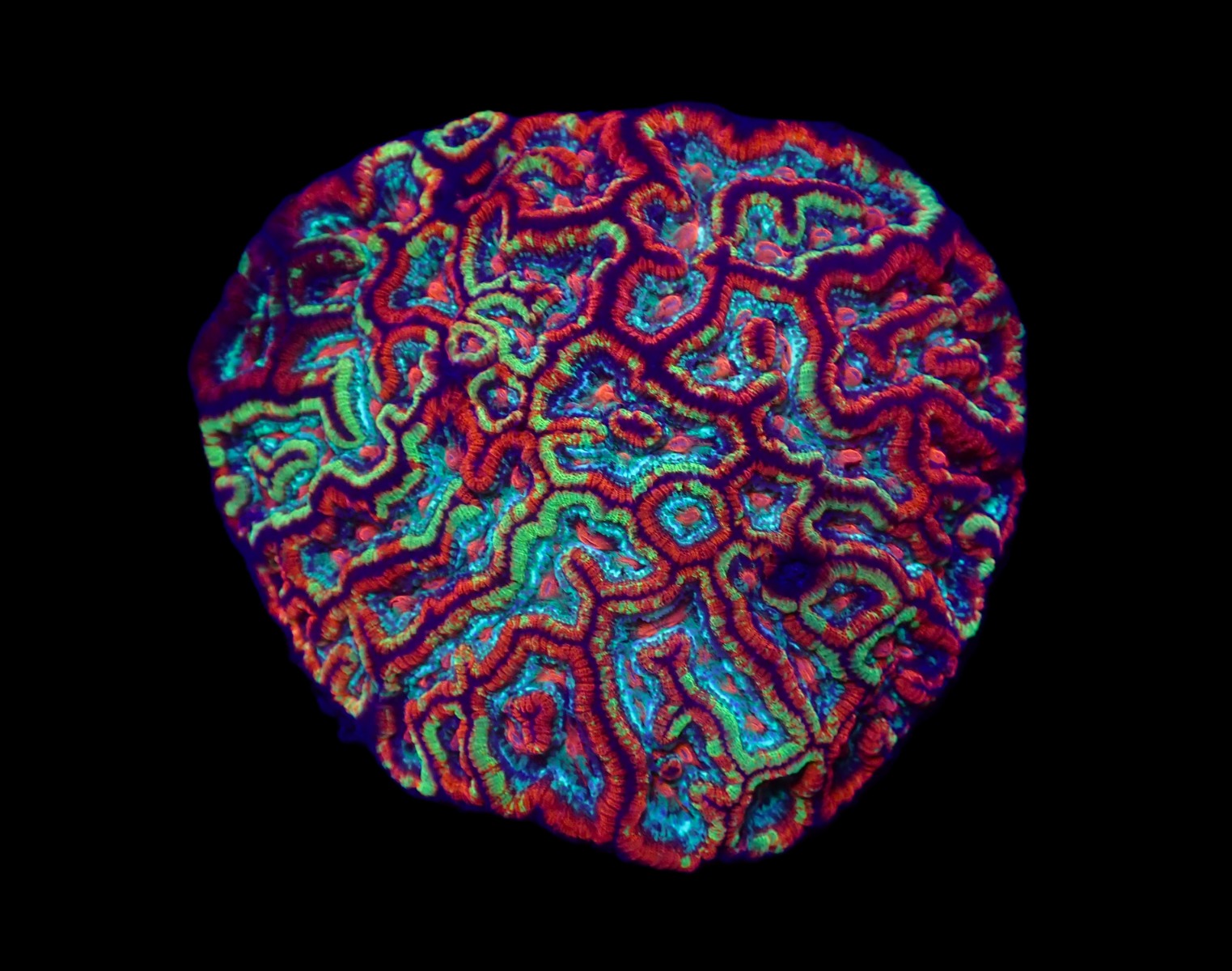 Symphyllia (Australophyllia) wilsoni (Ultra) | L