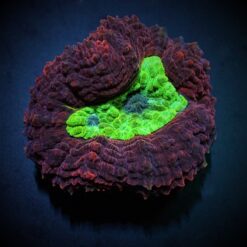 Symphyllia spp. (Orange-Red) (Premium) | L