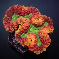 Symphyllia spp. (Rainbow) | M