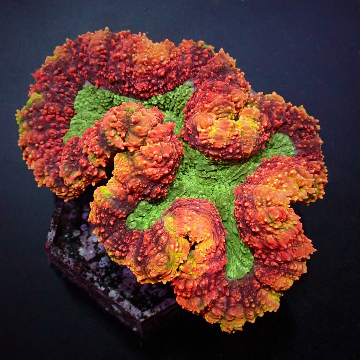 Symphyllia spp. (Rainbow) | M