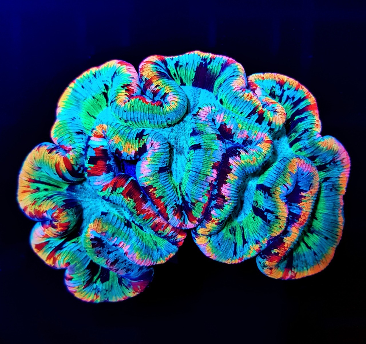 Trachyphyllia spp. (Master Grade) | XXL