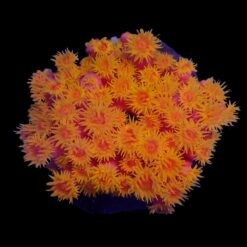 Tubastrea faulkneri (Orange) | T