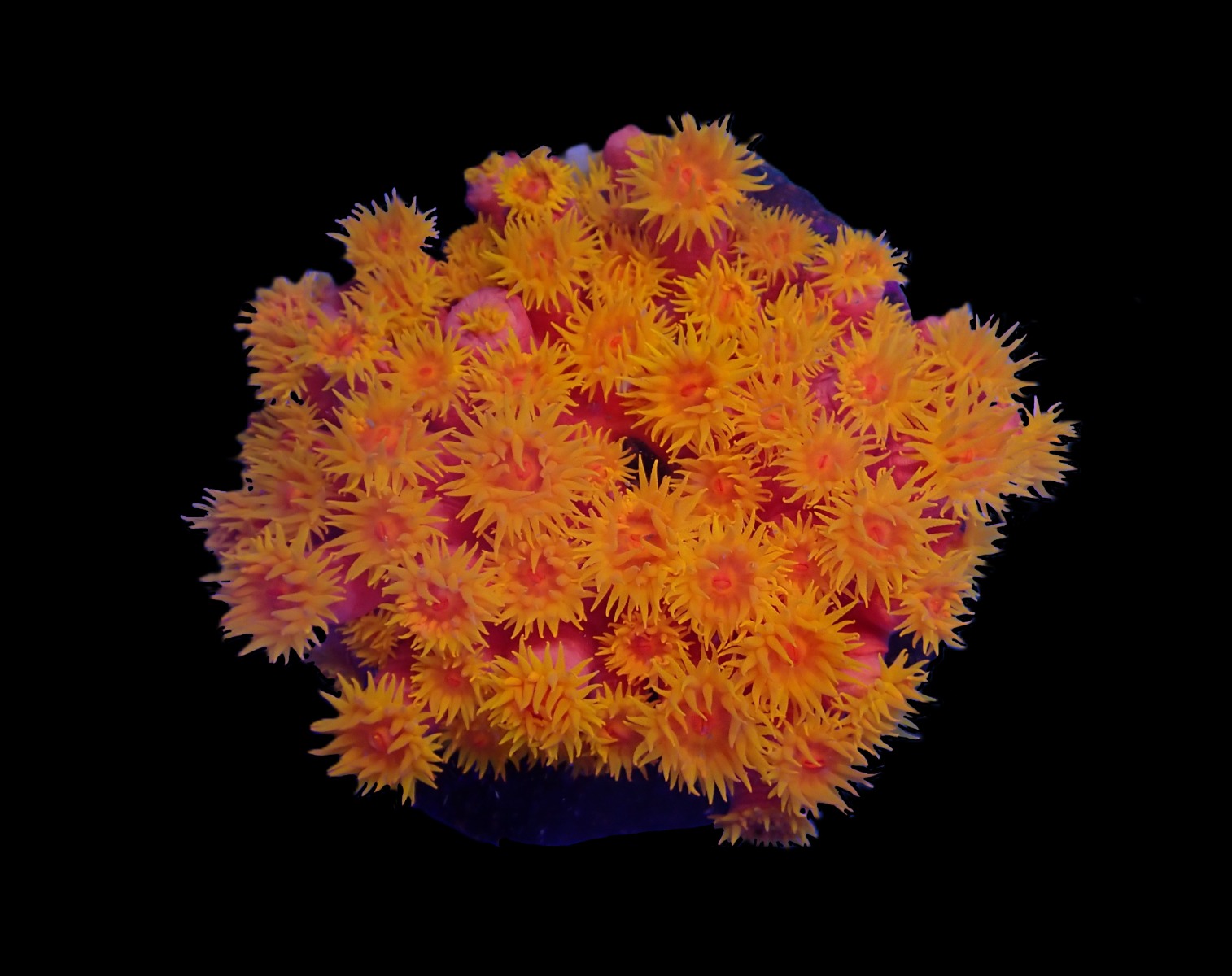 Tubastrea faulkneri (Orange) | T