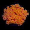 Tubastrea faulkneri (Orange) | L