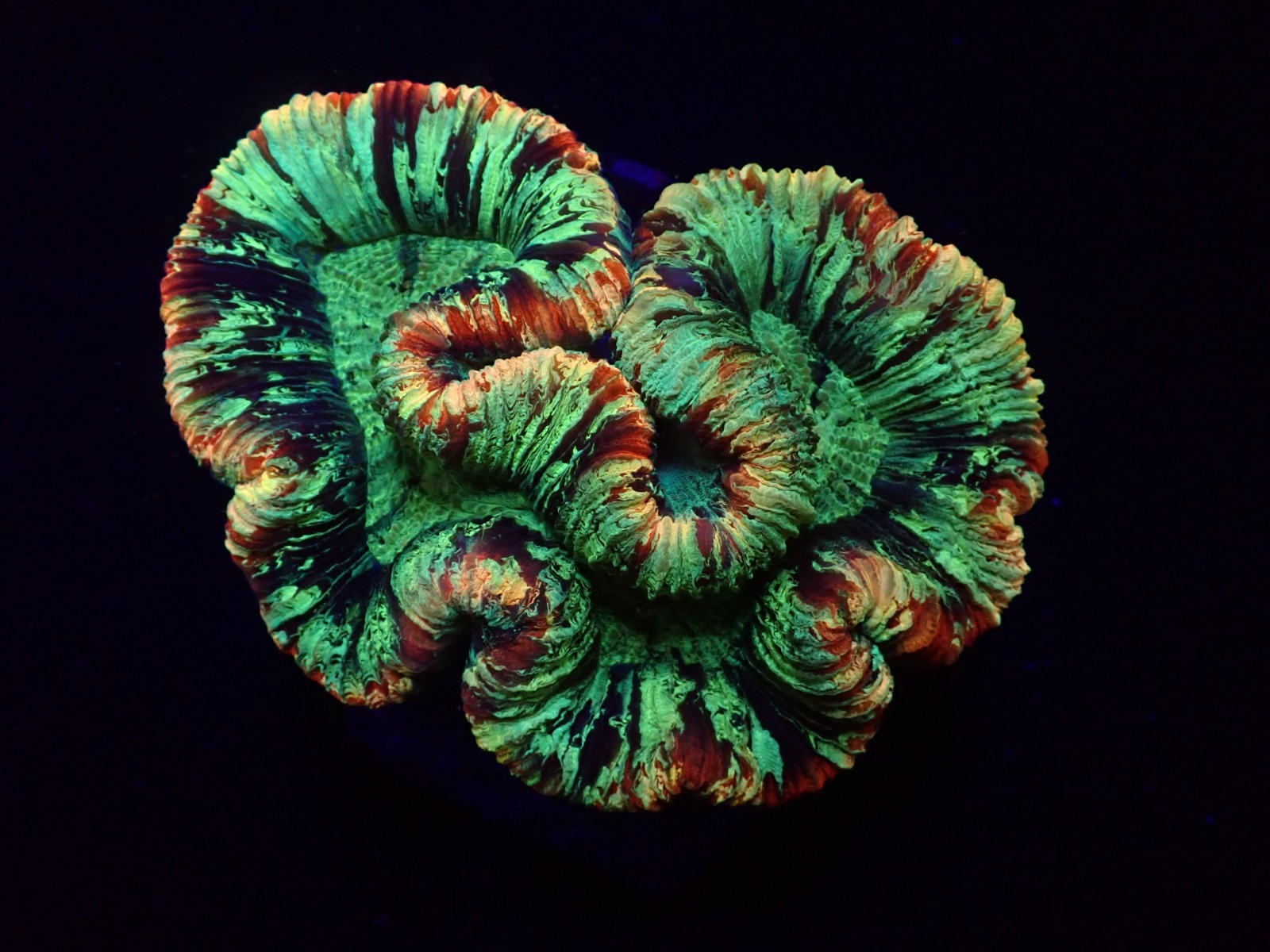 Trachyphyllia spp. (Rainbow) | L