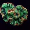 Trachyphyllia spp. (Rainbow) | XXL