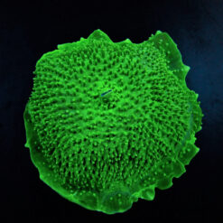 Amplexidiscus fenestrafer (Green)