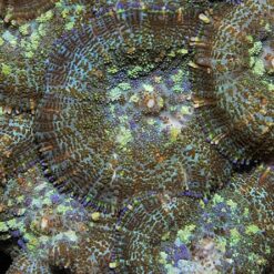 Rhodactis inchoata (Common) | S