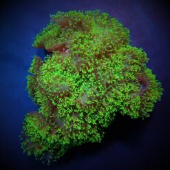 Rhodactis indosinensis (Green) | XXL