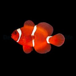 Amphiprion biaculeatus | M