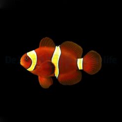 Amphiprion epigrammata | M