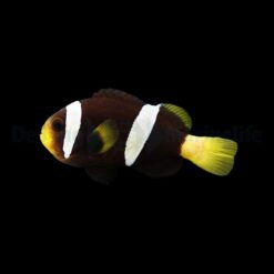 Amphiprion sebae | M