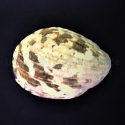 Nerita albicilla | All sizes