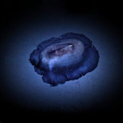 Scutus unguis | All sizes